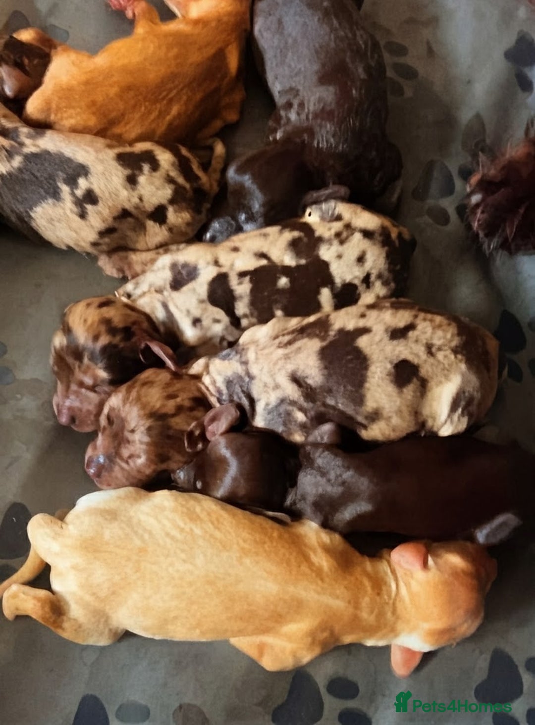 Cockapoo dogs for sale: STUNNING F1 COCKAPOO PUPPIES - Image 5