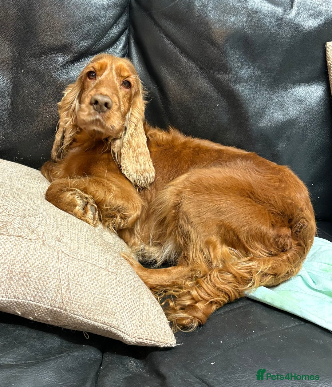 Cocker Spaniel dogs for sale: Our Lovely Toffee - Advert 3