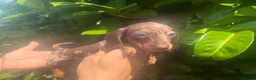 Dachshund dogs for sale: Dapple Dachunds puppy’s  - Advert 10