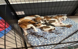 Jack Russell dogs for sale: Beautiful Jack Russell Puppies - Image 7