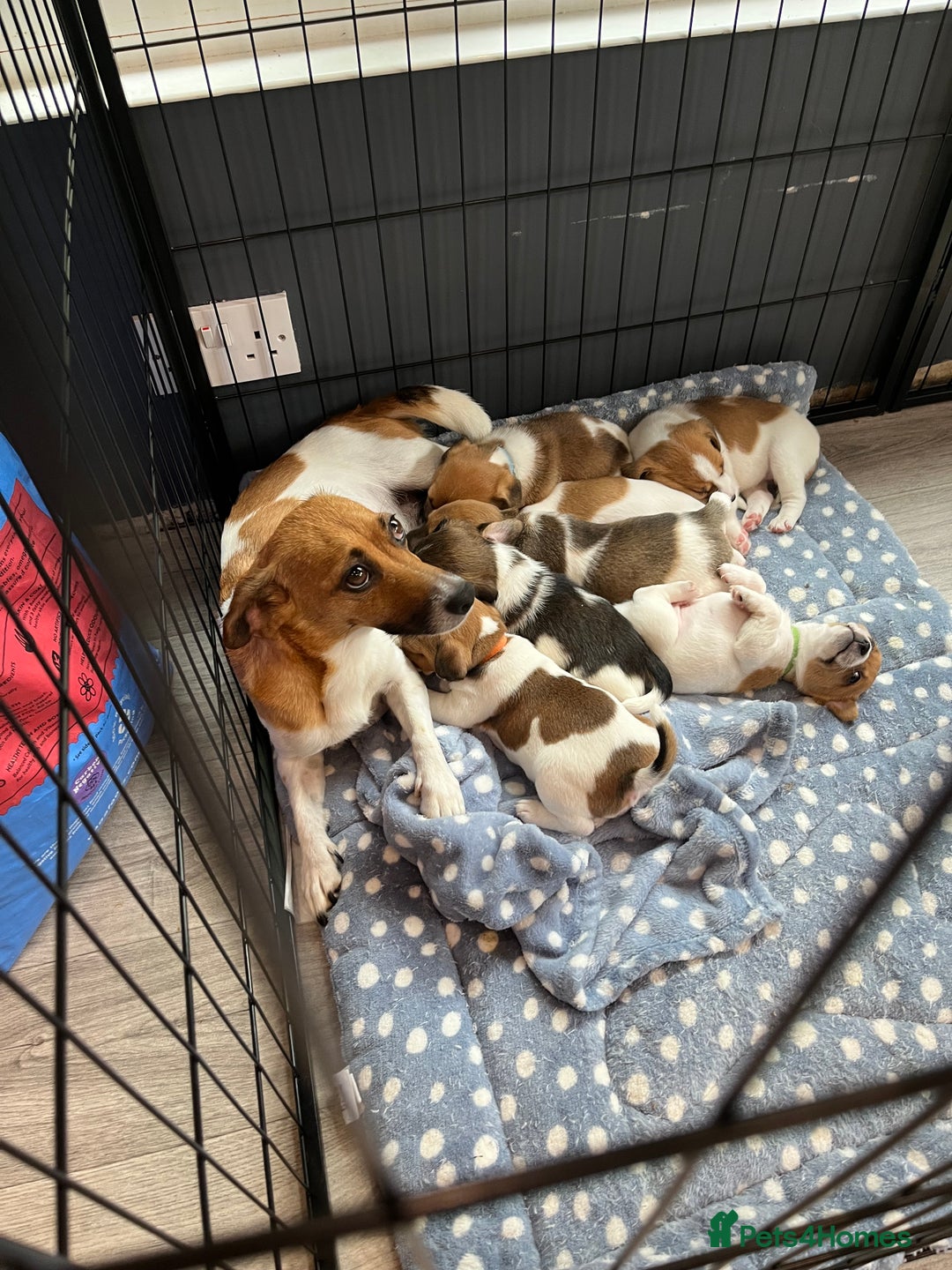 Jack Russell dogs for sale: Beautiful Jack Russell Puppies - Image 7