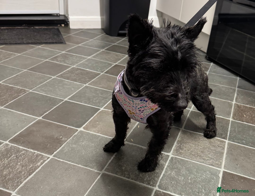 Scottish Terrier dogs for sale: Scottish Terri kc registered bitch - Advert 2