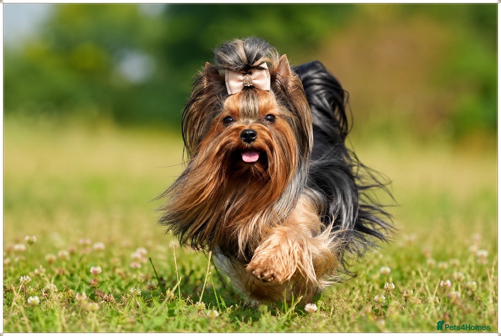 Yorkshire Terrier dogs DISTINGUISHED REAL CUDDLE LOVER 😍🥰😘 - Advert 15