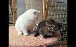 British Shorthair cats for sale: British Shorthair kittens - Image 12