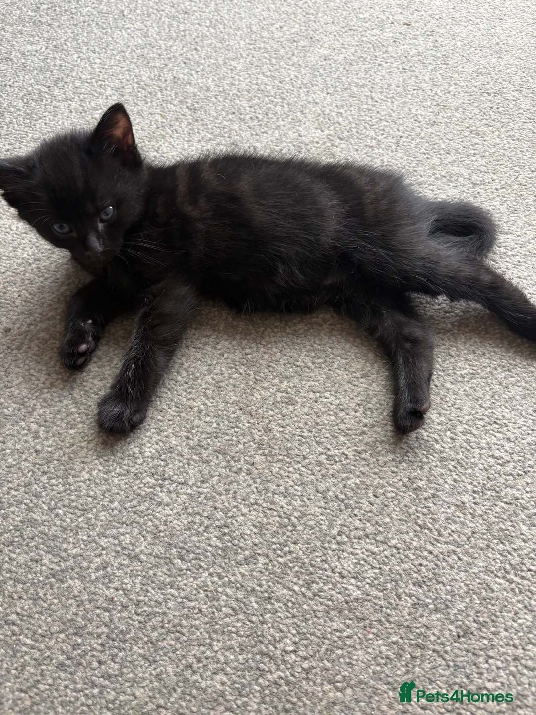 Mixed Breed cats for sale: Tabby kittens  in Abingdon - Advert 22