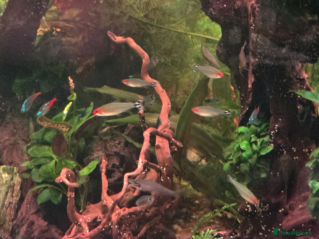 Tetras fish for sale: School of Rummynose Tetras  in London - Advert 3