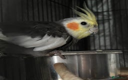 Cockatiels birds for sale: Female cockatiel comes with travel cage - Image 1