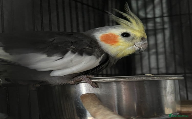 Cockatiels birds - Advert 1