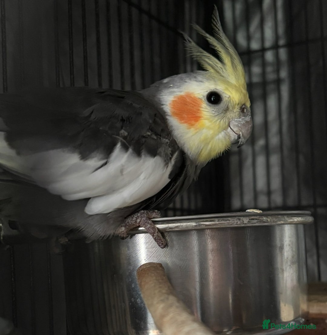 Cockatiels birds for sale: Female cockatiel comes with travel cage - Image 1