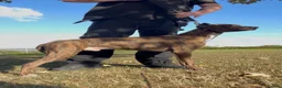Lurcher dogs for sale: Cracking lurcher dog  - Advert 2