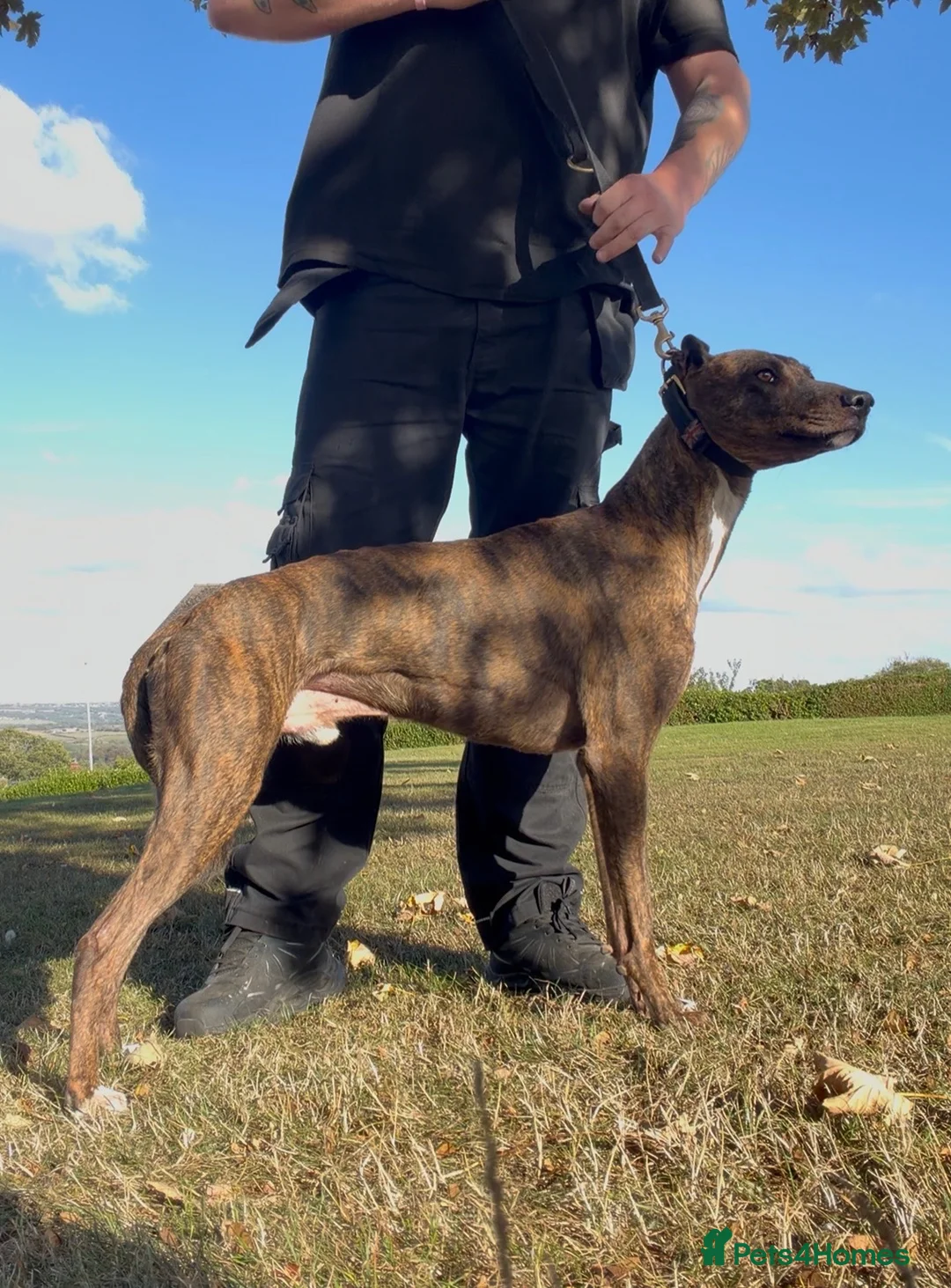 Lurcher dogs for sale: Cracking lurcher dog  - Advert 2