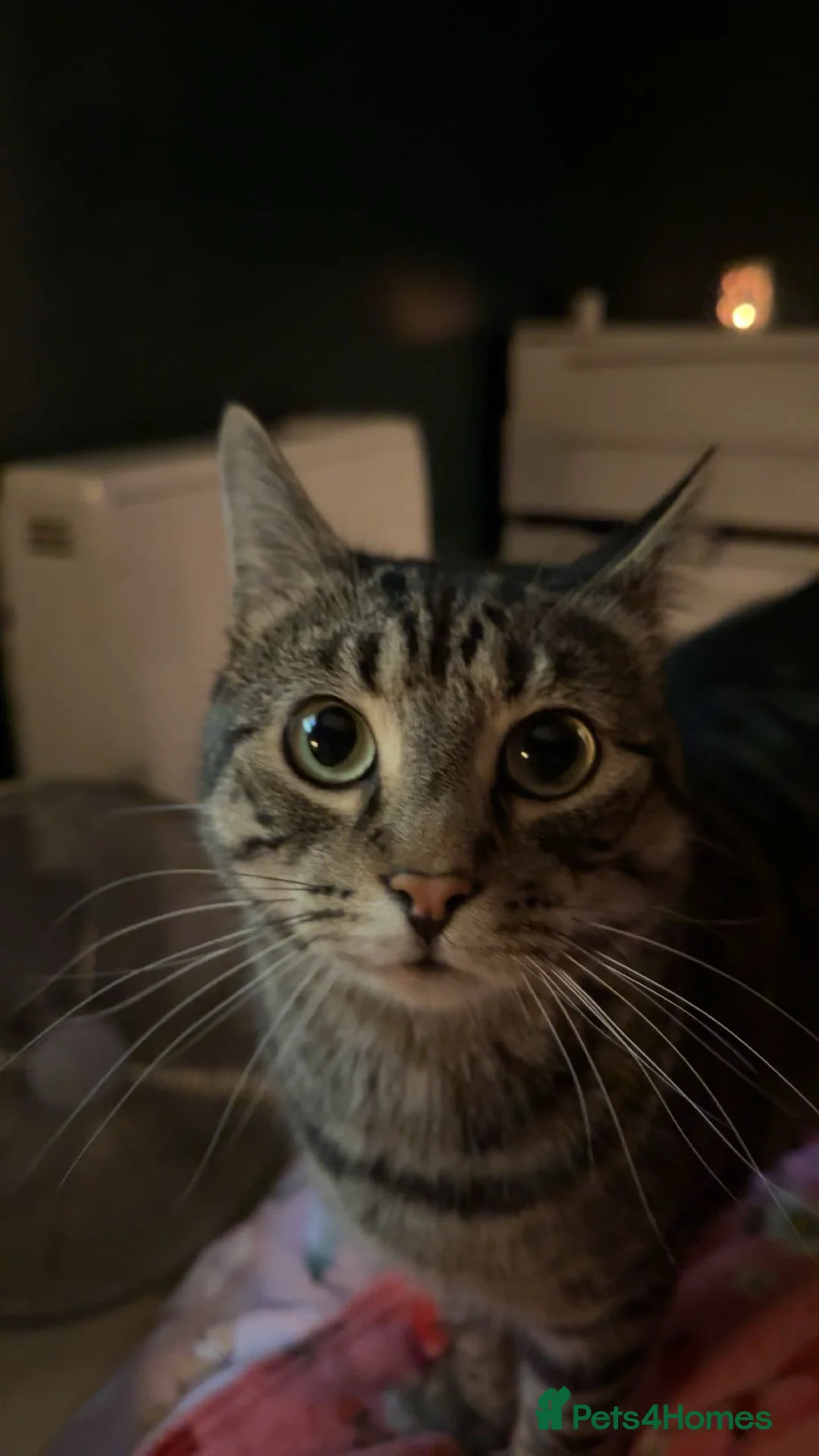 Mixed Breed cats for sale: 3 adult cats for rehome  in Weymouth - Advert 2