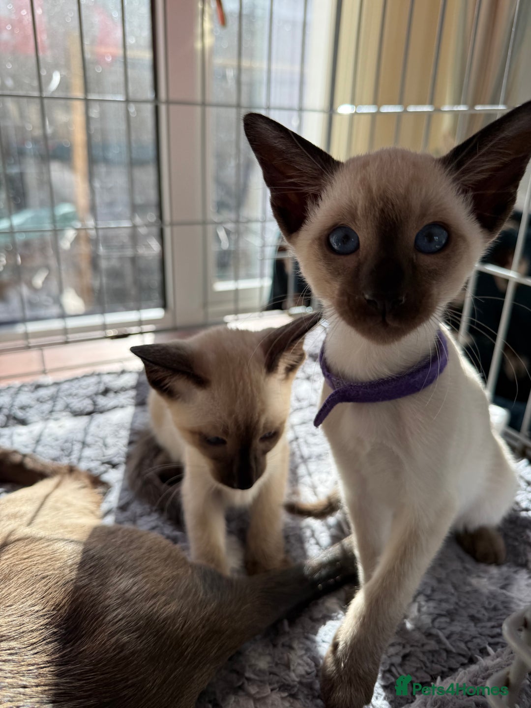 Siamese cats for sale: Siamese seal points  - Image 13