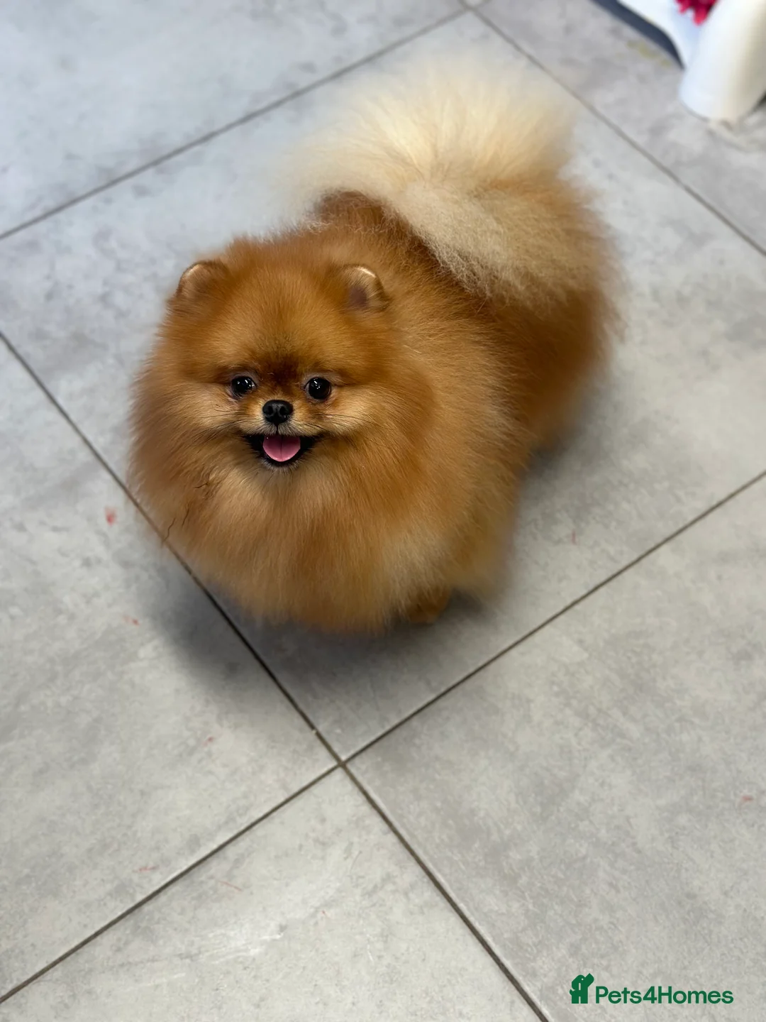 Pomeranian dogs for stud: Orange bear type boy for stud in Lanark - Advert 9