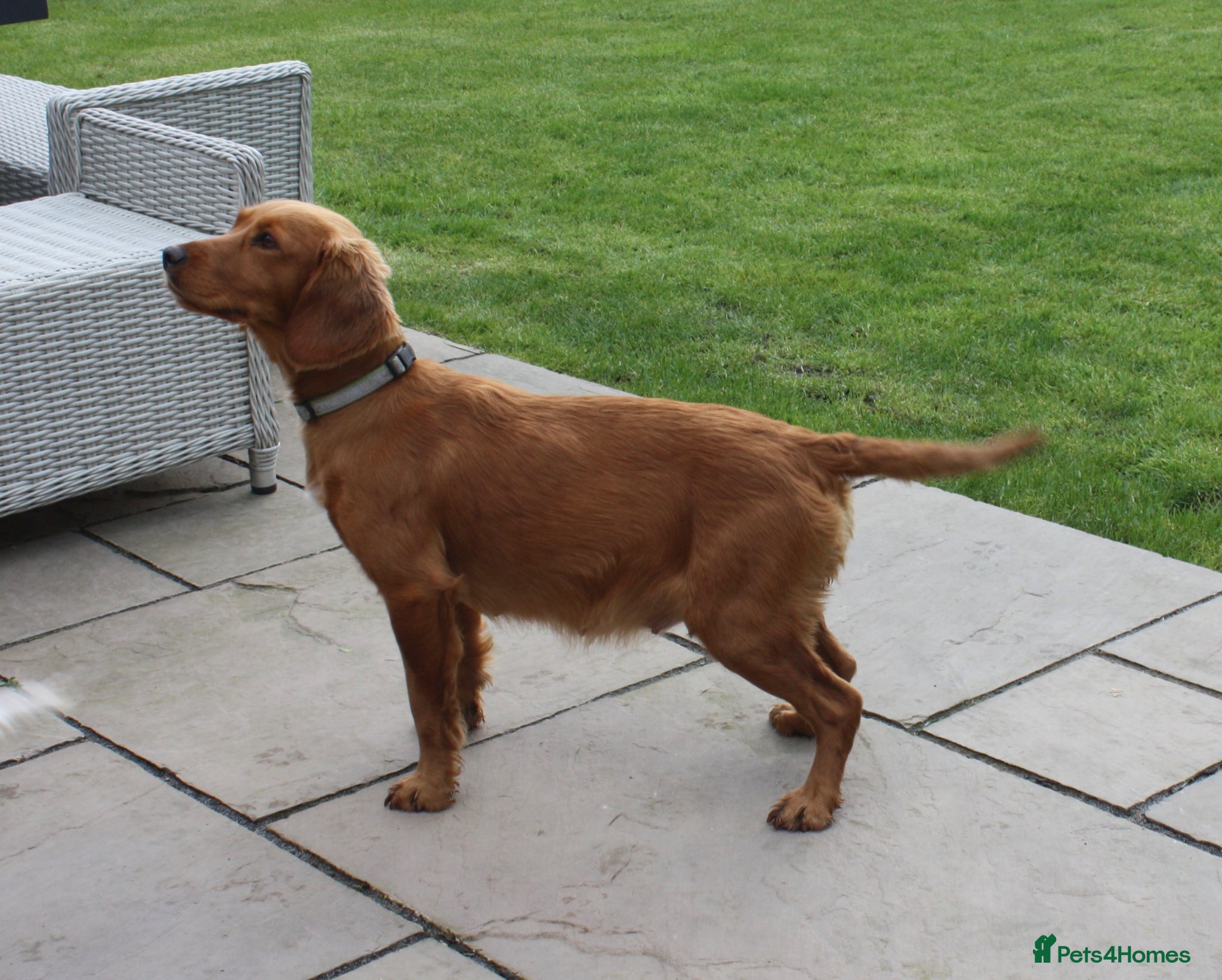 Cockapoo dogs ELITE COCKAPOOS LICNECED 5* BREEDERS - Advert 2