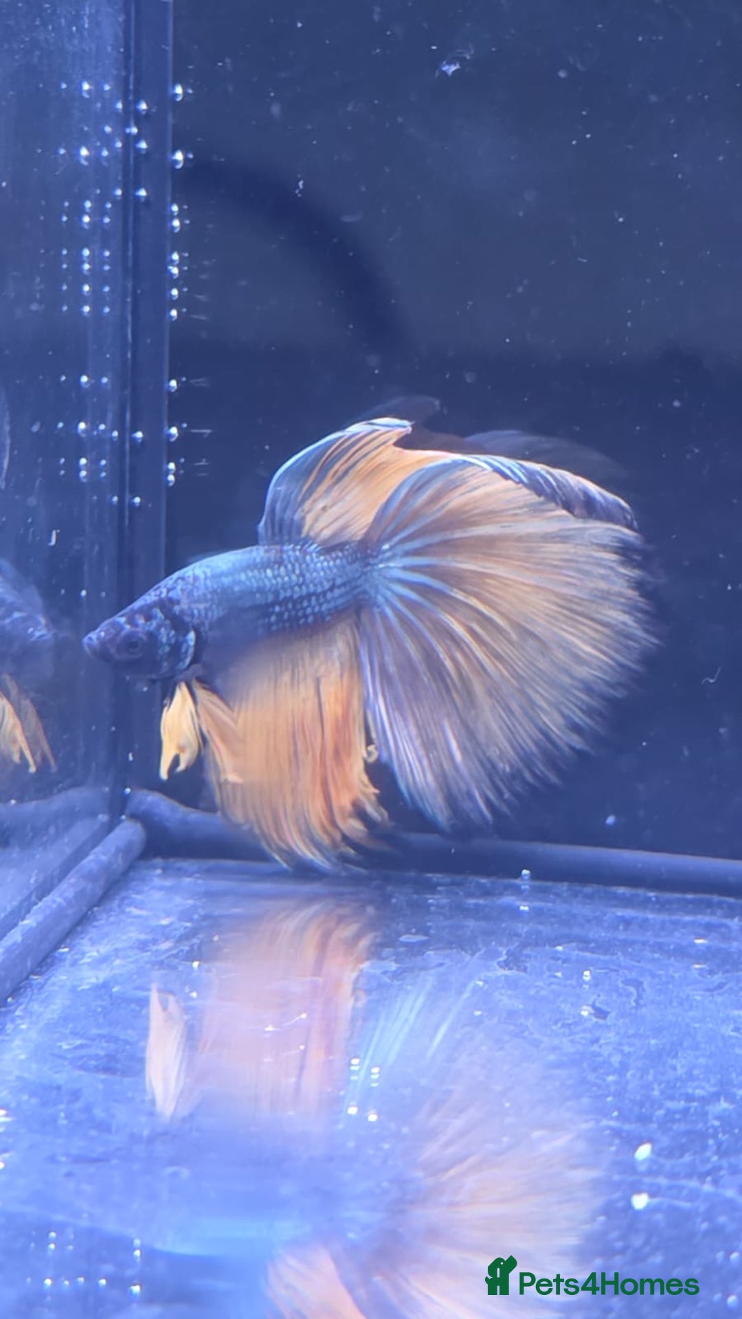 Bettas fish for sale: Betta shipment list for wednesday !!! ⬇️  - Advert 4