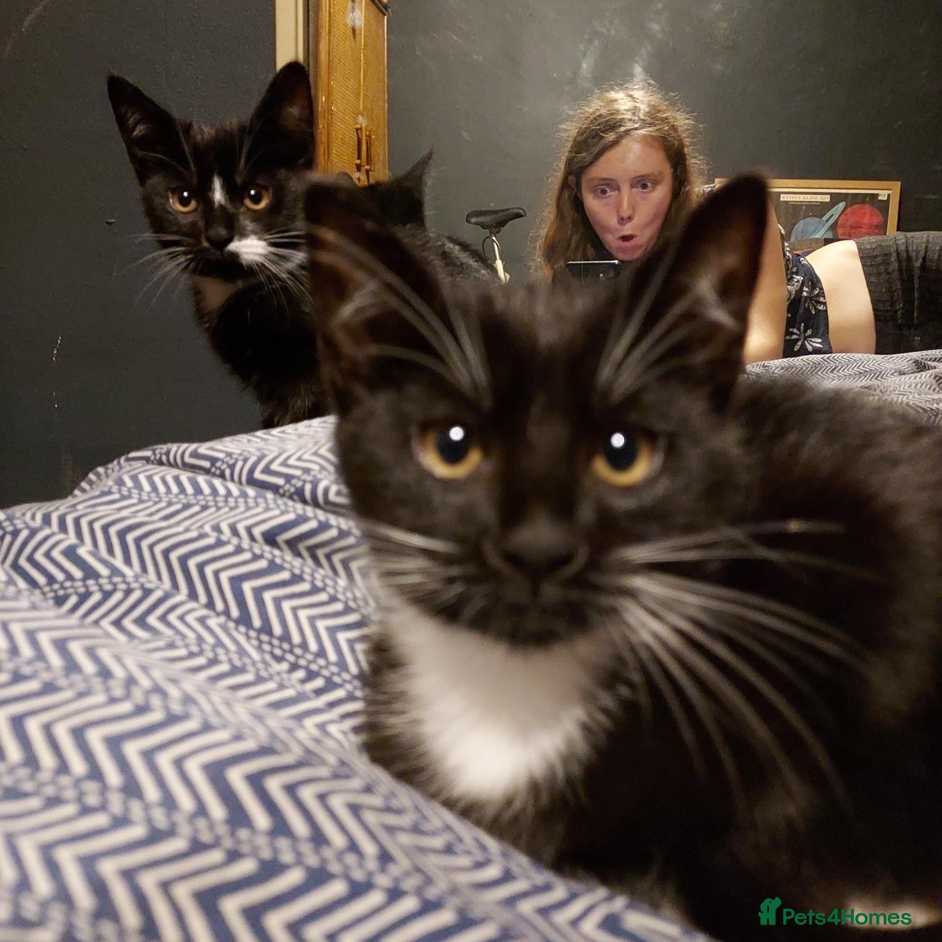 Mixed Breed cats Polydactyl mixed breed kittens - Advert 4