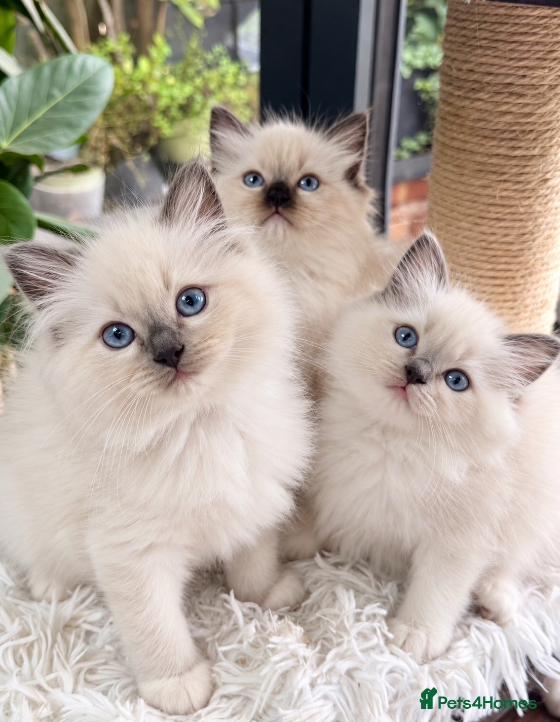 Ragdoll cats 🏆Sired by Imperial Grand Champion TICA REGISTERED - Advert 1