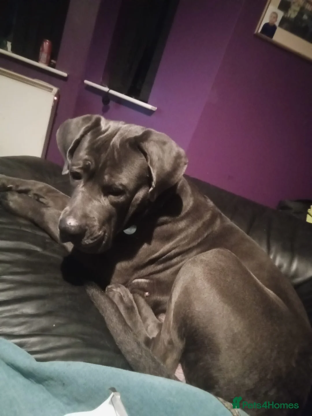 Mixed Breed dogs for sale: Caucasian shepherd cross puppies in Widnes - Advert 5