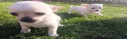 Chihuahua dogs for sale: Miniature  **  Chihuahua (Applehead) in Whitley Bay - Advert 3
