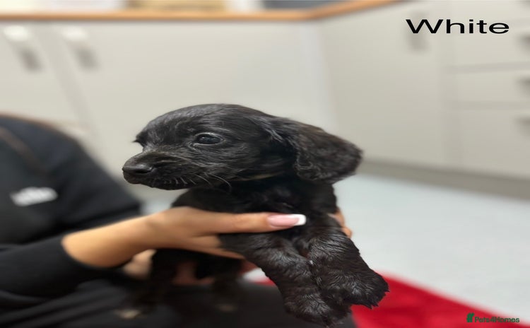 Cocker Spaniel dogs - Advert 6