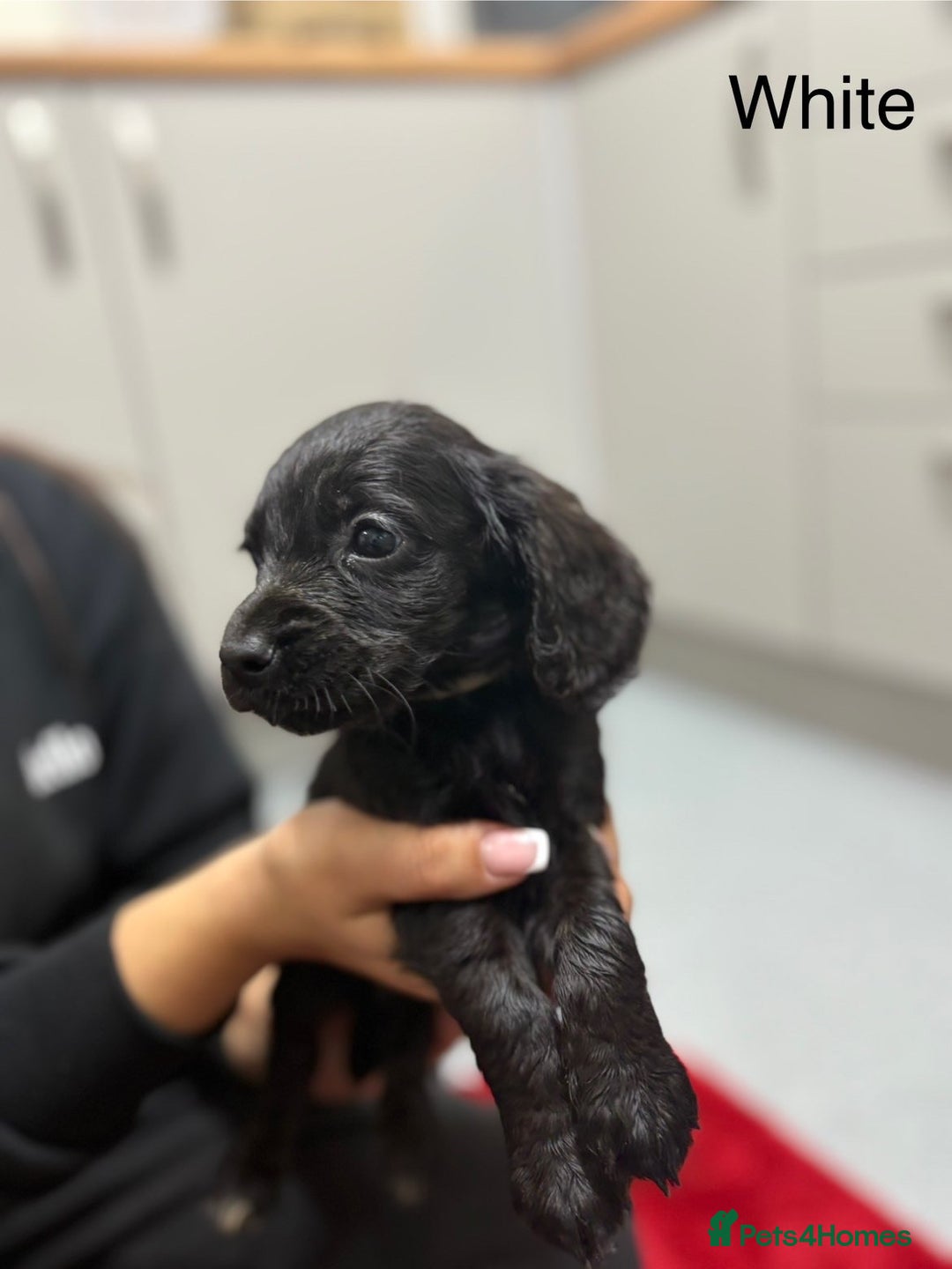 Cocker Spaniel dogs for sale: Working cocker spaniel puppies - Image 5
