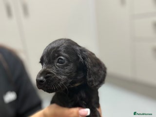 Cocker Spaniel dogs - Advert 13