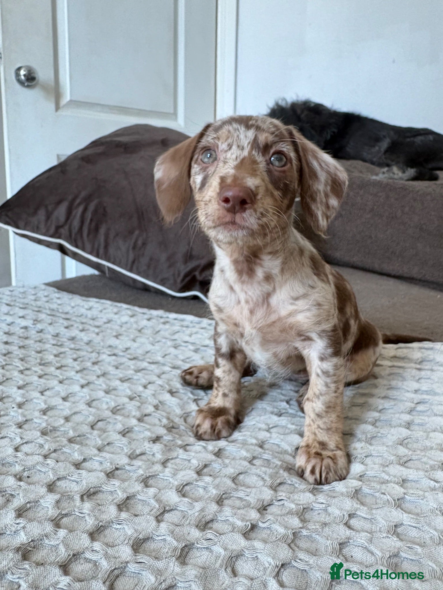 Labradoodle dogs Rare Merle labradoodles LAST GIRL READY NOW! - Advert 1