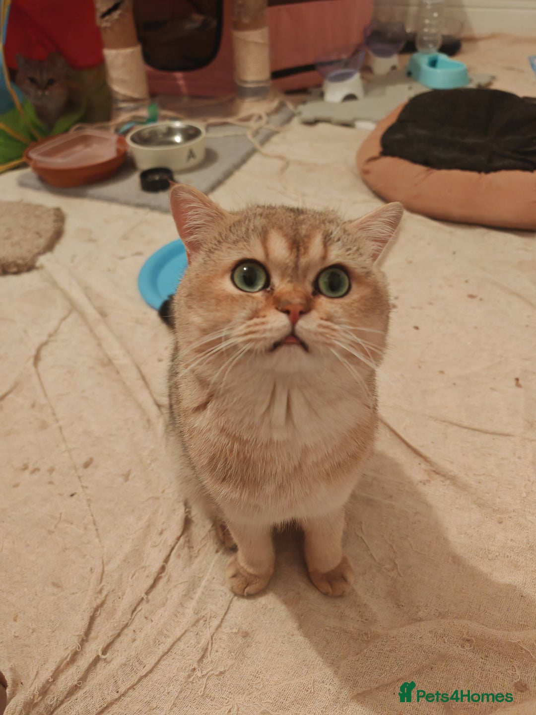 British Shorthair cats for sale: Pegidree adult loving British Shorthair for sake - Image 12
