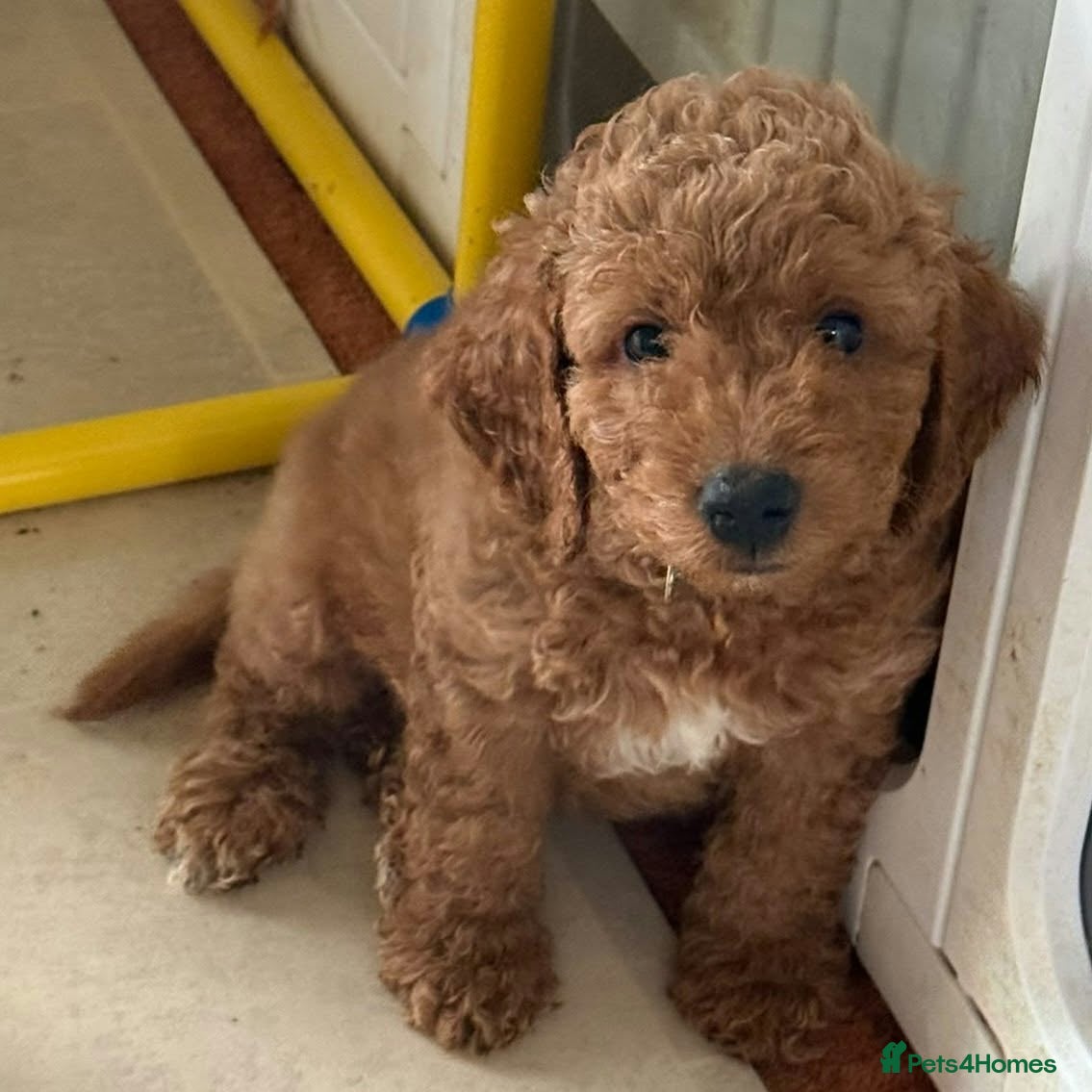 Mini Goldendoodle dogs Adorable Goldendoodles Looking for a Loving Family - Advert 2