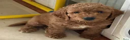 Mini Goldendoodle dogs for sale: Adorable Goldendoodles Looking for a Loving Family - Advert 6