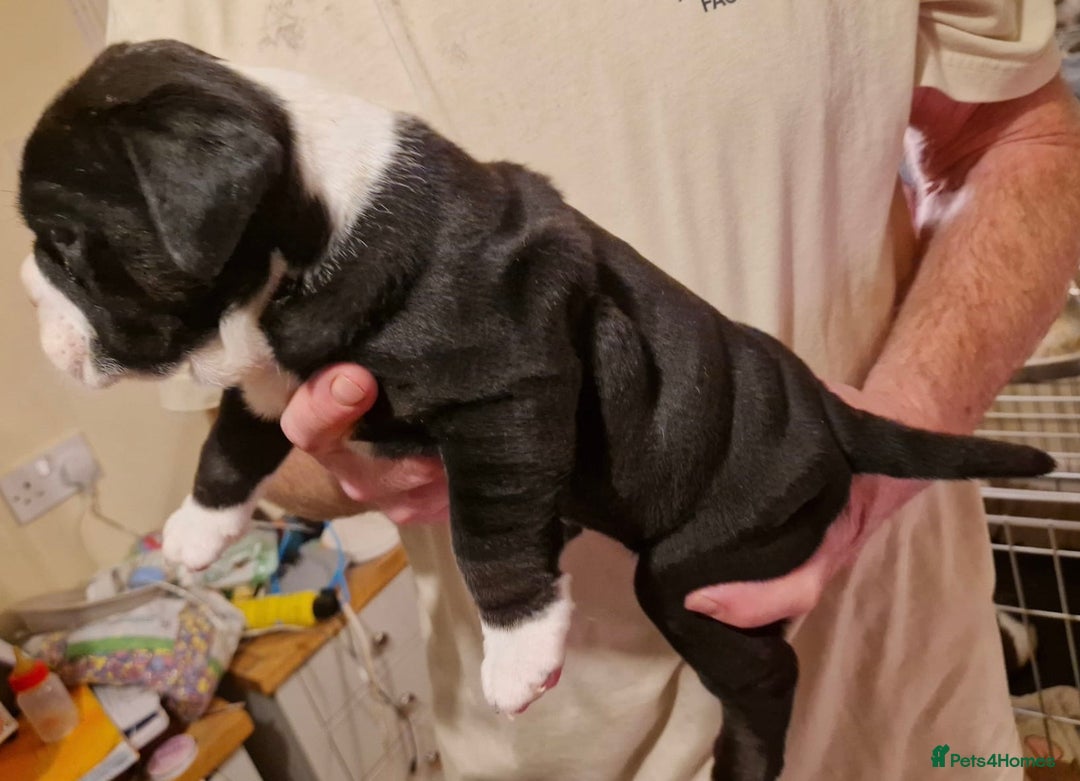 Olde English Bulldogge dogs for sale: Old English bulldog puppies GENERATIONAL - Advert 21