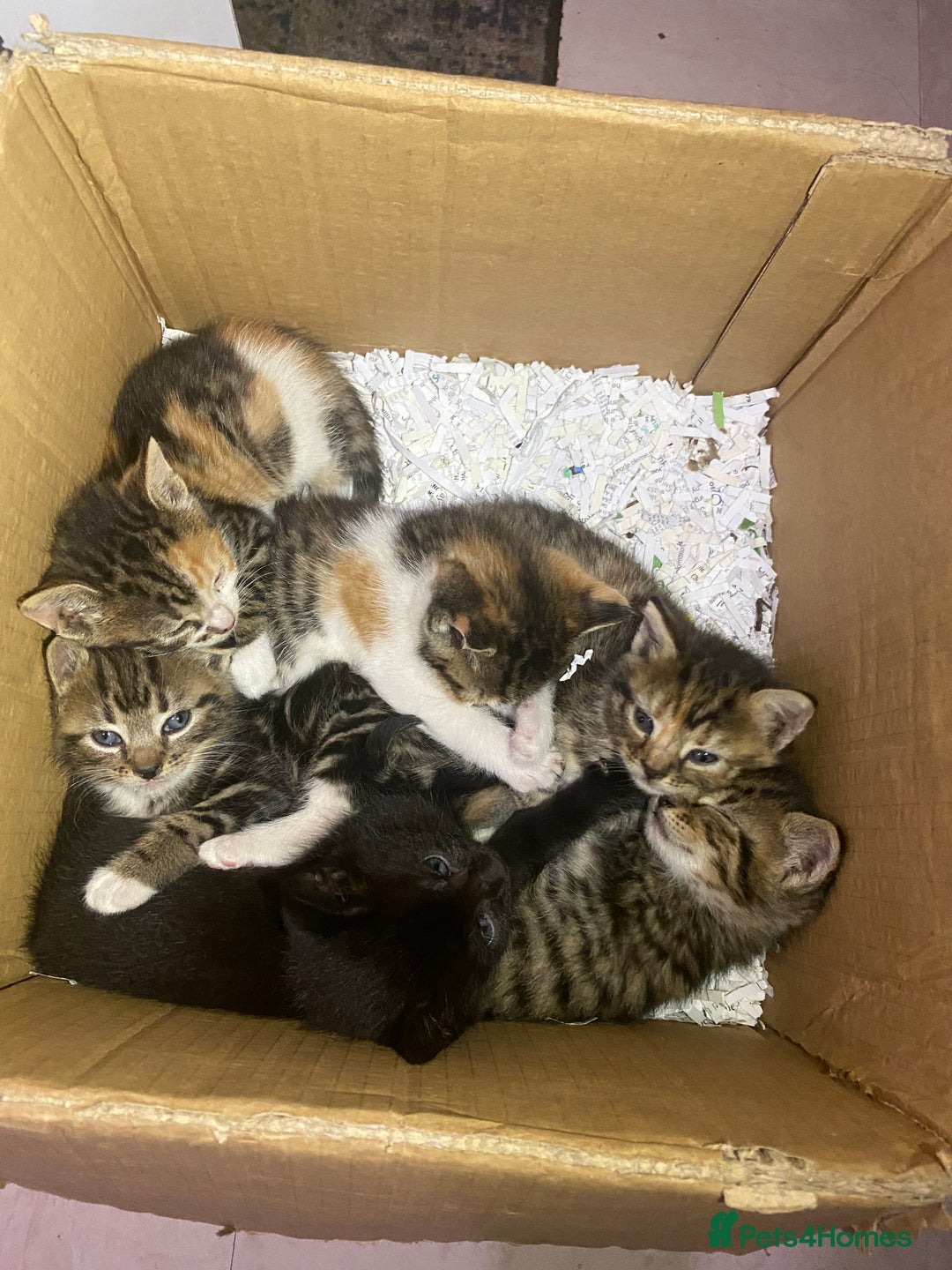 Mixed Breed cats for sale: 6 kittens ready to go to their forever homes  - Image 1