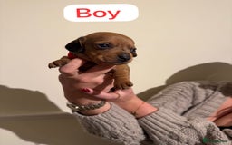 Dachshund dogs for sale: Dachshund puppies for sale  - Image 3