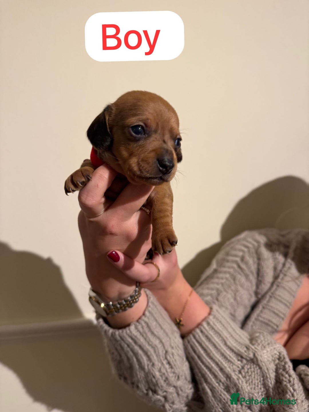 Dachshund dogs for sale: Dachshund puppies for sale  - Image 3