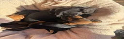 Miniature Dachshund dogs for sale: Miniature dachshund puppies in Salisbury - Advert 16