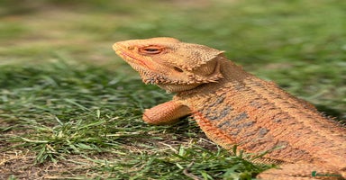 Bearded Dragon reptiles - Advert 2