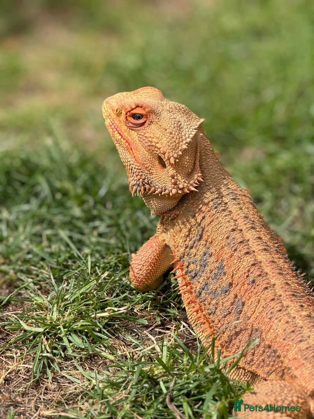 Bearded Dragon reptiles for sale: Pair of bearded dragons - Image 3
