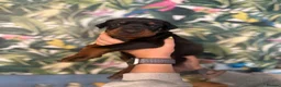 Dobermann dogs for sale: INTERNATIONAL CHAMPION EUROPEAN DOBERMANNS  - Advert 38