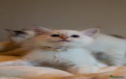 Siberian cats for sale: Hypoallergenic Siberian Neva Kittens Blue eyes - Image 7