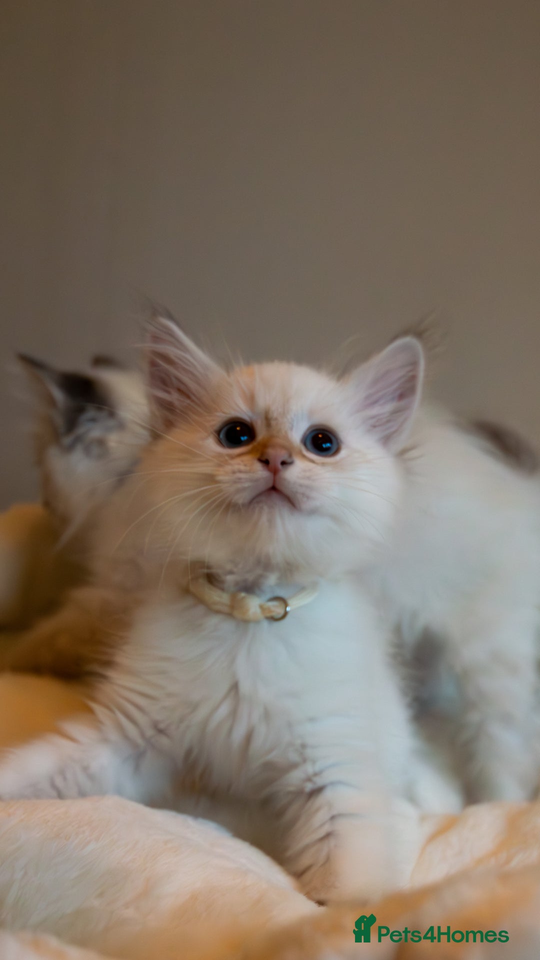 Siberian cats for sale: Hypoallergenic Siberian Neva Kittens Blue eyes - Image 7