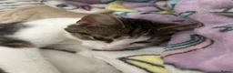 Mixed Breed cats for sale: 3 beautiful little kittens  - Advert 4