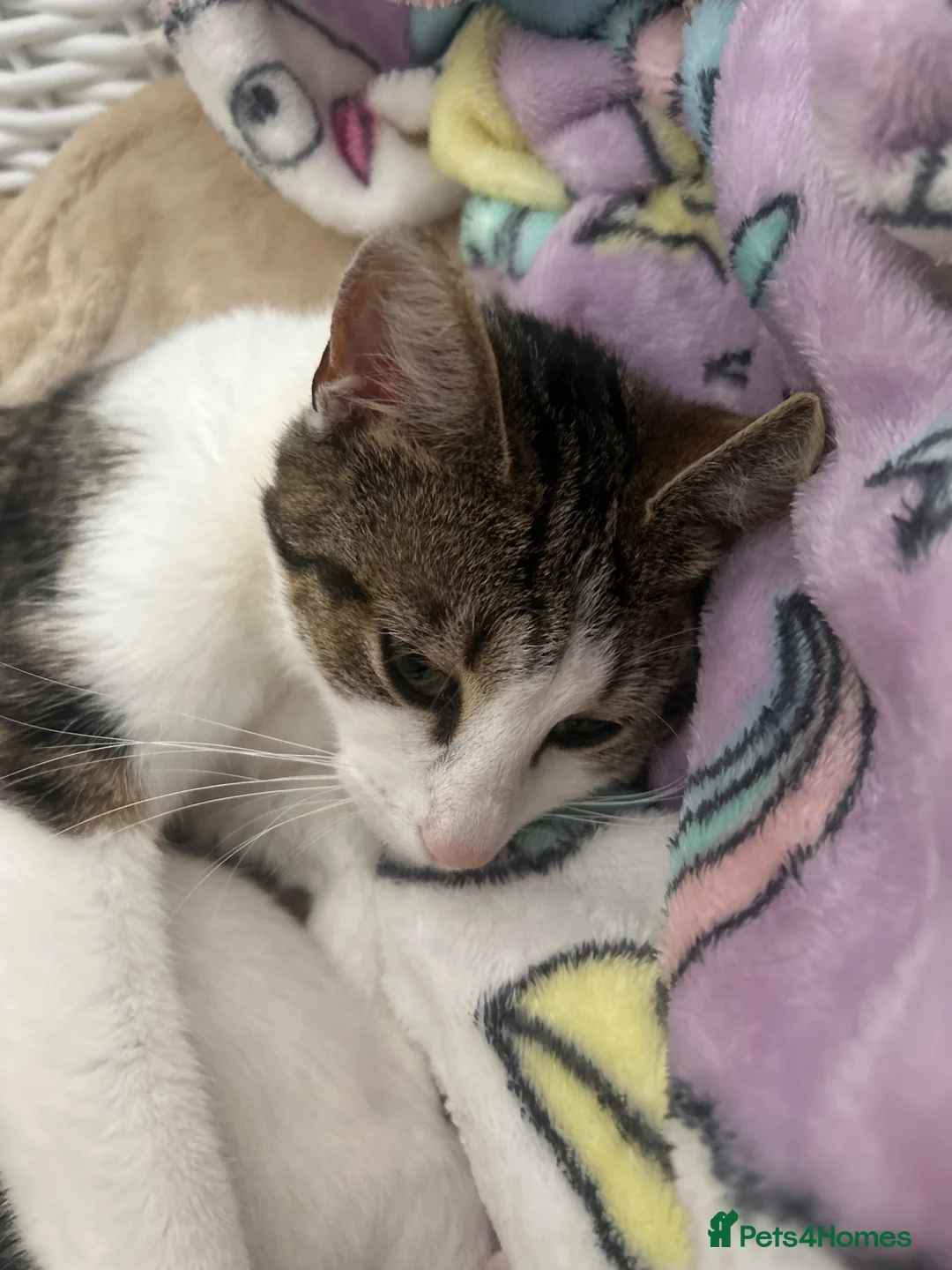 Mixed Breed cats for sale: 3 beautiful little kittens  - Advert 4