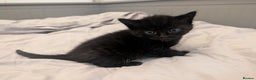 Mixed Breed cats for sale: Jet Black Tabby Kittens & Stunning Tortie Girl  - Advert 13