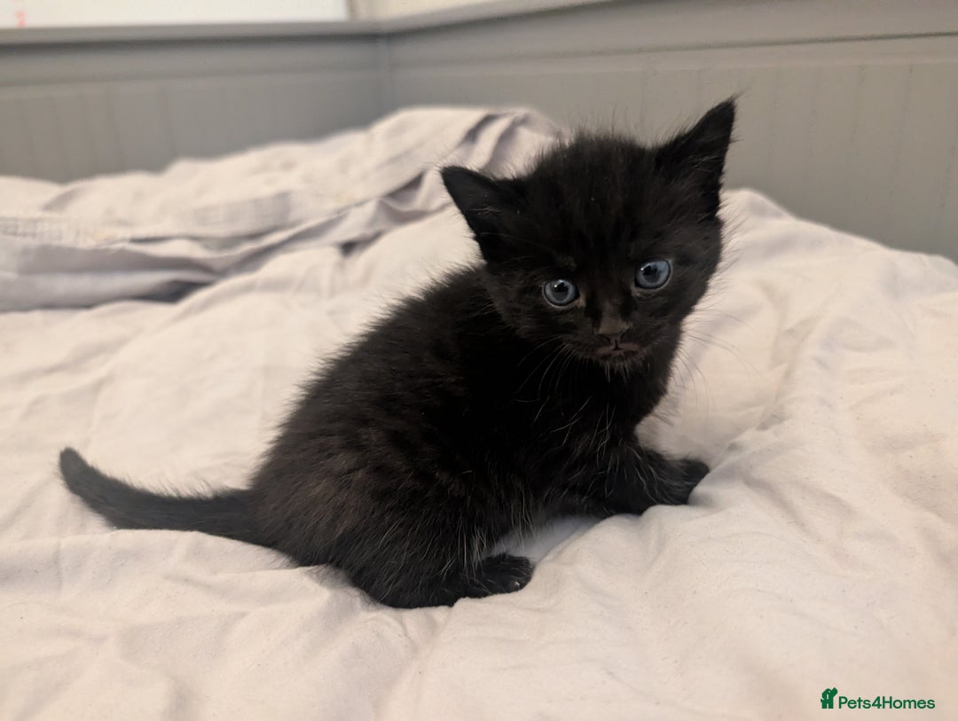 Mixed Breed cats for sale: Jet Black Tabby Kittens & Stunning Tortie Girl  - Advert 13