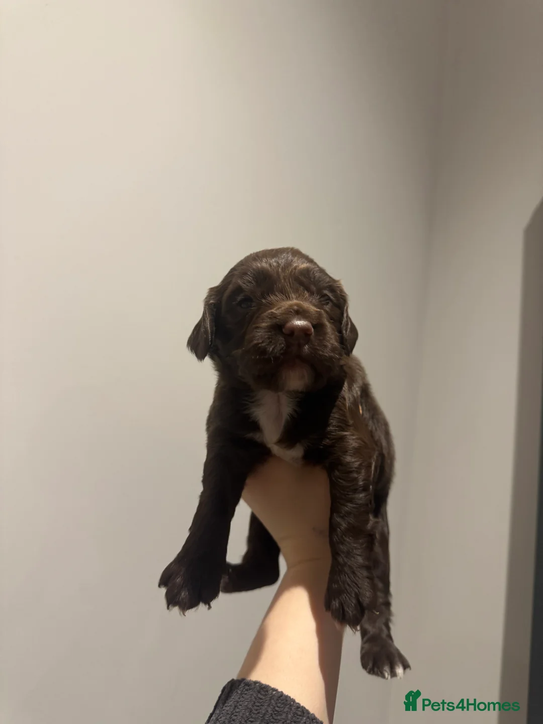 Sprocker dogs for sale: Sprocker spaniel puppies - Advert 7