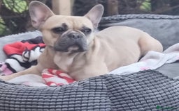 French Bulldog dogs for sale: Female French Bulldog - Image 3