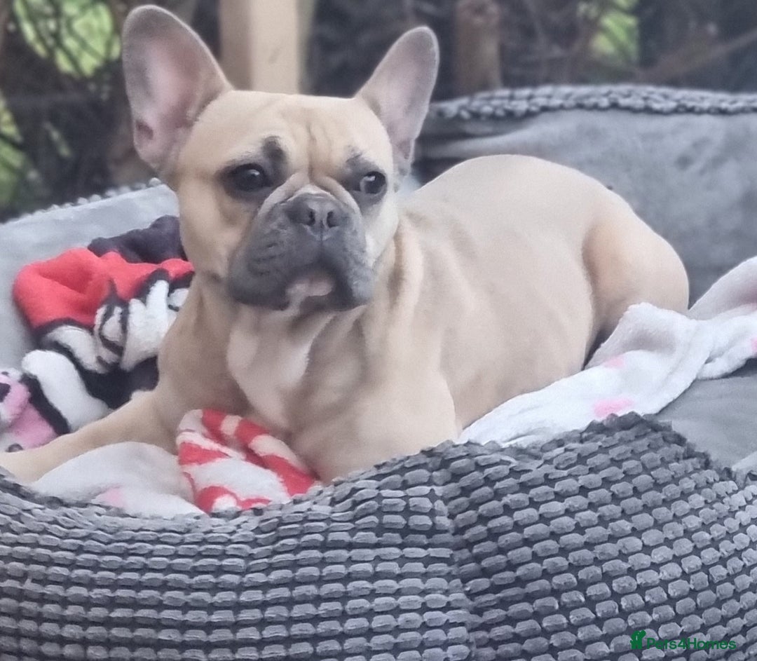 French Bulldog dogs for sale: Female French Bulldog - Image 3