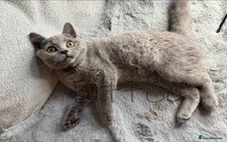 British Shorthair cats for sale: LAST 2 GCCF BSH Kittens – Ready NOW!! in Slough - Image 31