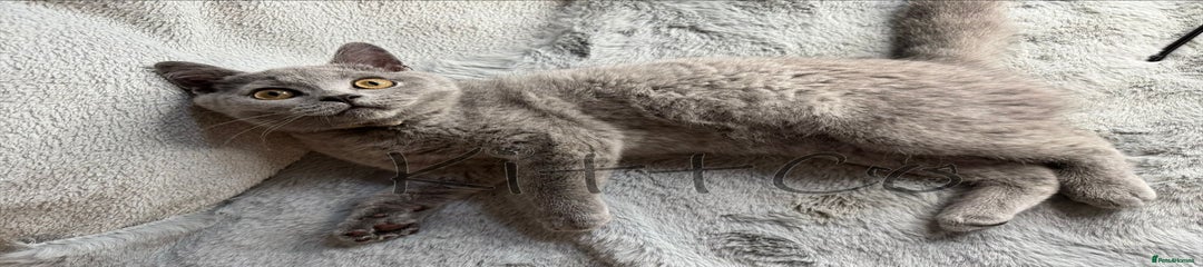 British Shorthair Kitten 11
